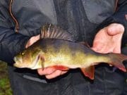 Local lure anglers go in search of the perch Irish Perch