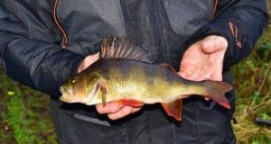 Irish Perch
