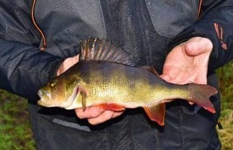 Local lure anglers go in search of the perch Irish Perch