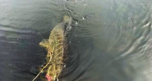 Great Sport, Pike on the Fly