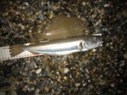 Near perfect conditions for Menapia anglers at Rooney Point