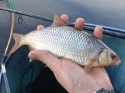 Quality fish for Go and Catch Feeder Team on Garadice