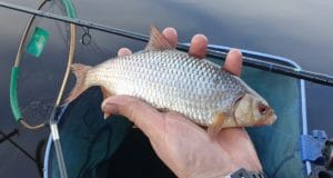 Quality fish for Go and Catch Feeder Team on Garadice