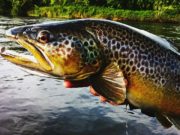 Podcast: An Introduction to Streamer Fishing with Keith McDonnell