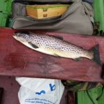 P.Magee fish