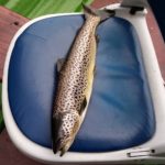 Pat Magee’s fish
