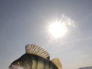 Perch a plenty from the midlands