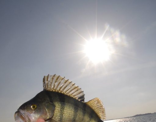Perch a plenty from the midlands