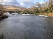 Some fine spring salmon being caught on the Upper Caragh