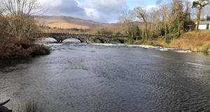 Some fine spring salmon being caught on the Upper Caragh
