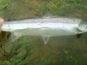 Careysville gets the first Munster Blackwater salmon of the season