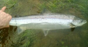 Careysville gets the first Munster Blackwater salmon of the season
