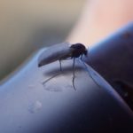 chironomid