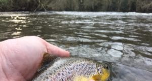 King’s River a little lower and fishing well