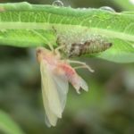 leaf hopper