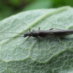 needle fly