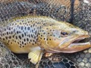 Fine lines catch the fish on Sheelin the magic of Lough Sheelin