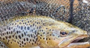 Fine lines catch the fish on Sheelin the magic of Lough Sheelin