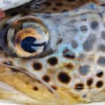 trout head