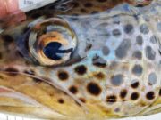 IFI Webinar – Brown trout genetics – Monday 23rd January 2023