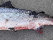 Appeal to report incidences of red skin disease in salmon A salmon from the River Corrib showing early signs of the disease in 2019
