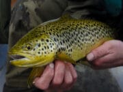 Trout jumping into the boat on Corrib!