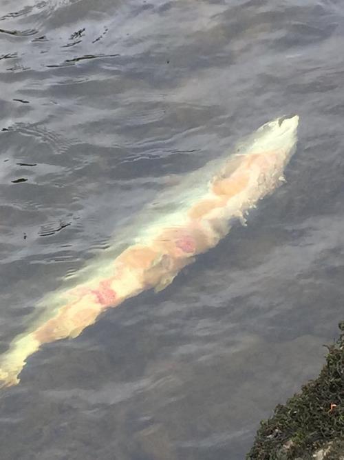 Salmon from the River Boyne showing signs of red skin disease in 2019
