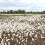 bog cotton in bog bay