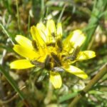 buzzer in celendine