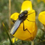 buzzer on buttercup