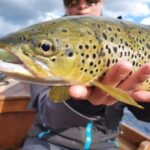 dry olive fish