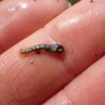 duckfly pupae