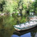 finea