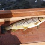 fish in boat