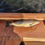 fish on bottom of boat