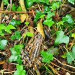 frog