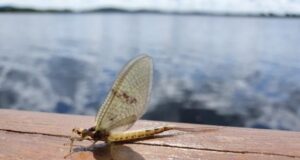 Finally some fishing to report and a reminder of current guidelines – Irish angling Update 15 May 2020 Ephemera danica (May 6th)