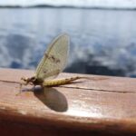 mayfly