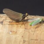 olive and apple green midge