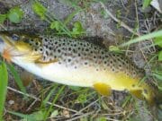 Free-rising brownies on the Boyne as some angling activity returns