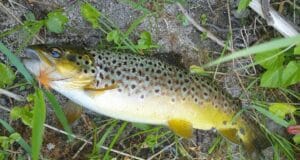 Free-rising brownies on the Boyne as some angling activity returns