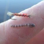 pupae and imitation