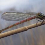red damsel