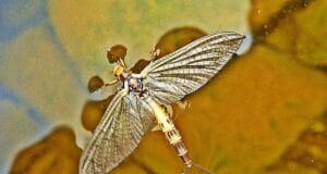 Great Spent Gnat fishing for local anglers on Arrow