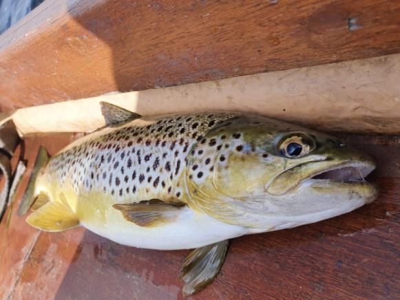 A well conditioned trout caught on a Sooty Olive in Bog Bay