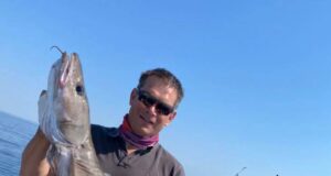 Great fishing marks anglers return to Courtmacsherry Ling - specimen size
