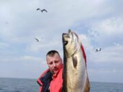 Seafishingsligo back in the water and catching plenty