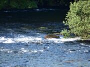 Few salmon reported from Currane despite small rise in water Water Levels up
