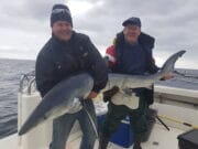 First sharks of the 2020 season reported off Cork coast