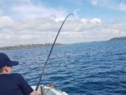 Great fishing at Cork Harbour from shore and afloat In a fish